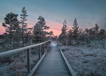 Winterlicher Weg mit Schnee und Frost, im Hintergrund sanftes Morgenlicht.